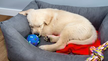 Un chiot allongé dans son panier