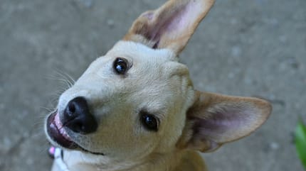 Un chiot beige fixe l'objectif