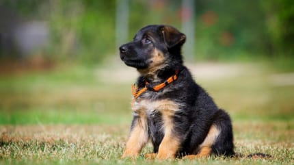 Un chiot Berger Allemand