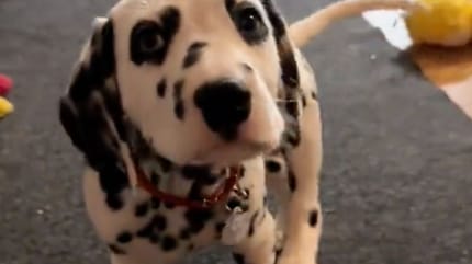 Un chiot Dalmatien