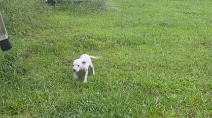 Un chiot dans un jardin
