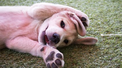 Un chiot de deux mois qui joue