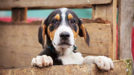 Un chiot de type chien de chasse
