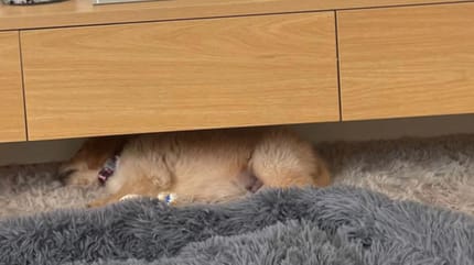 A Golden Retriever puppy