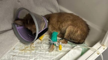 Un chiot hospitalisé