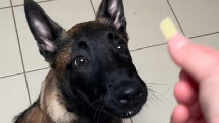 Un chiot malinois abandonné