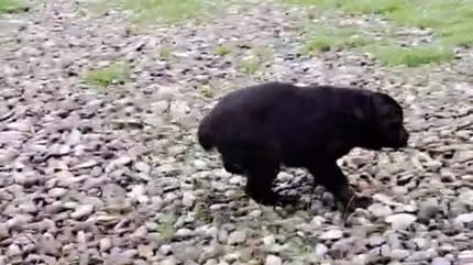 Un chiot sur la route