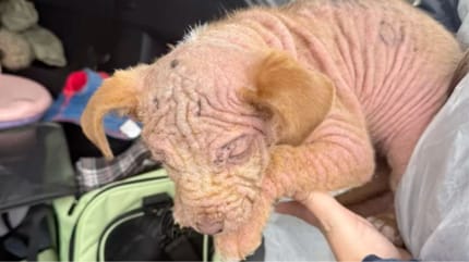 Un cachorro sin pelo