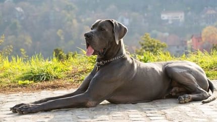 dogue allemand gris allongé