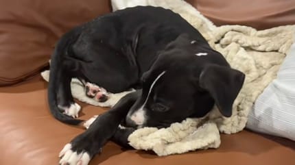 Un grand chiot allongé