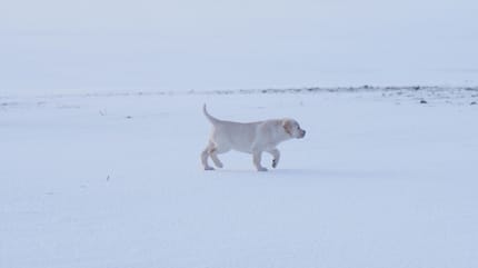 Een Labrador in de sneeuw