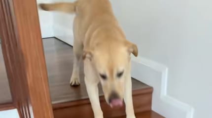 Un Labrador dans les escaliers
