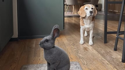 ein Kaninchen und ein Beagle in einer Küche