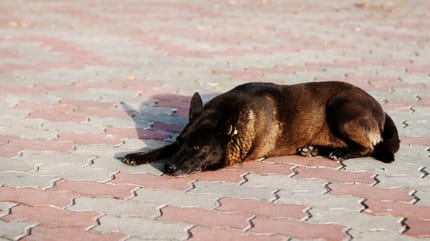 Un Malinois couché