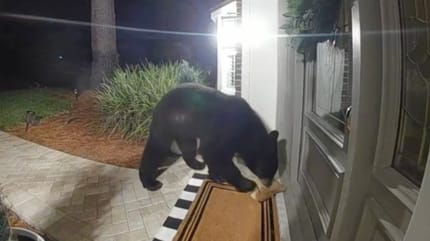 Un orso davanti a una casa
