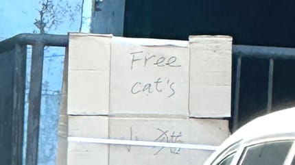 Un panneau "chats gratuits"