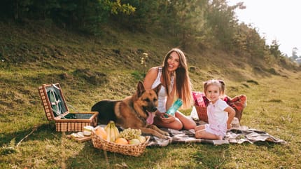 Un pastor alemán como perro protector