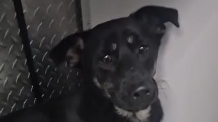 Un petit chien roumain