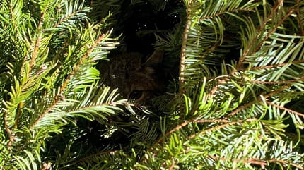 A small predator hiding in a garden