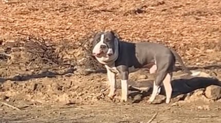 Un pitbull à l'extérieur