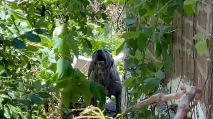 Un pitbull dans un jardin abandonné