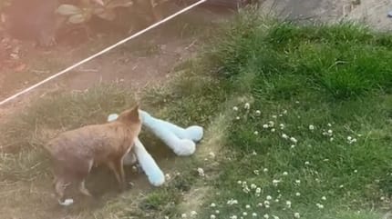 Un renard dans un jardin