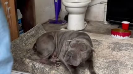 Un Sharpei abandonné