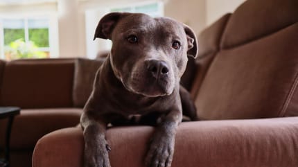 Un Staffordshire Bull Terrier sur un canapé