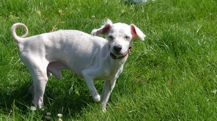 Un vieux chien à trois pattes