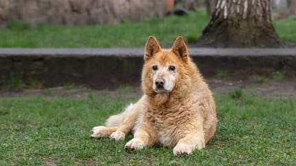 Un vieux chien dans l'herbe