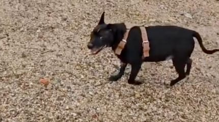 Un vieux chien noir à la plage