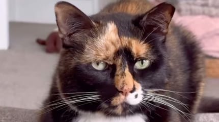 Une belle chatte tricolore