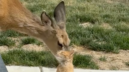Une biche qui lèche un chat