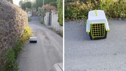 Transportín para gatos abandonado delante del refugio