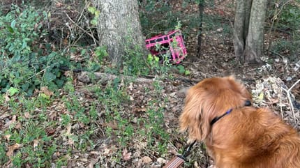 An abandoned pink crate in the woods