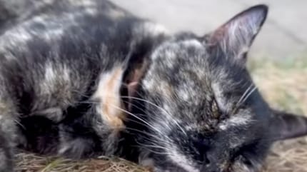 Une chatte âgée allongée par terre