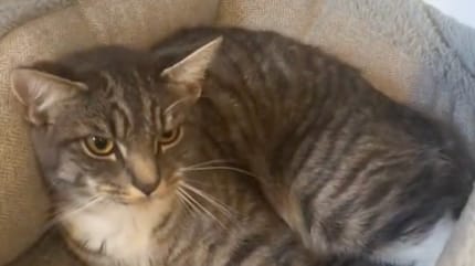 Une chatte allongée