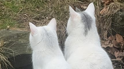 Une chatte et son fils
