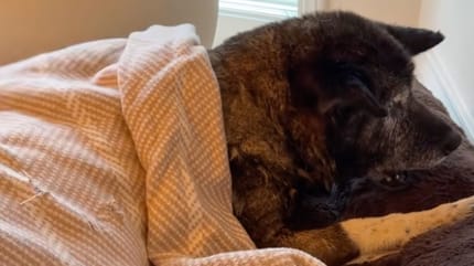 Une chienne abandonnée à 14 ans