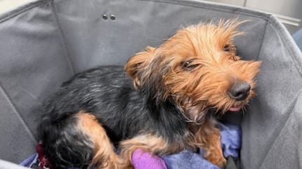 Een achtergelaten puppy met een infuus