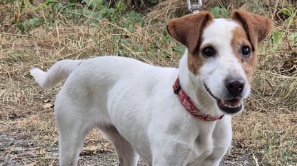 Une chienne âgée de 10 ans