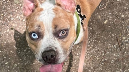 Una cagnolina con gli occhi di due colori diversi