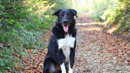 Une chienne berger qui attend sa famille