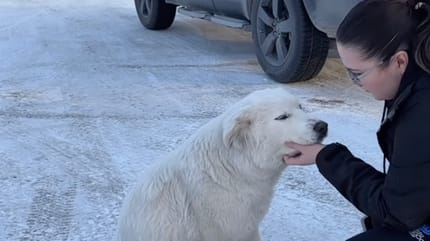 Une chienne blanche dans la neige