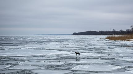 Une chienne coincée sur un lac gelé en hiver
