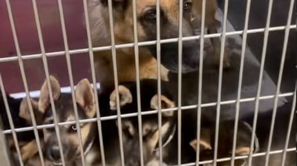 A dog in a shelter with her puppies