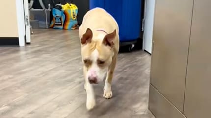 Une chienne déprimée