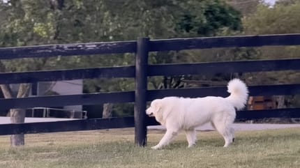 Une chienne devant une cloture