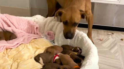 Eine Hündin und ihre 14 Welpen