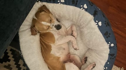 Une chienne gestante allongée